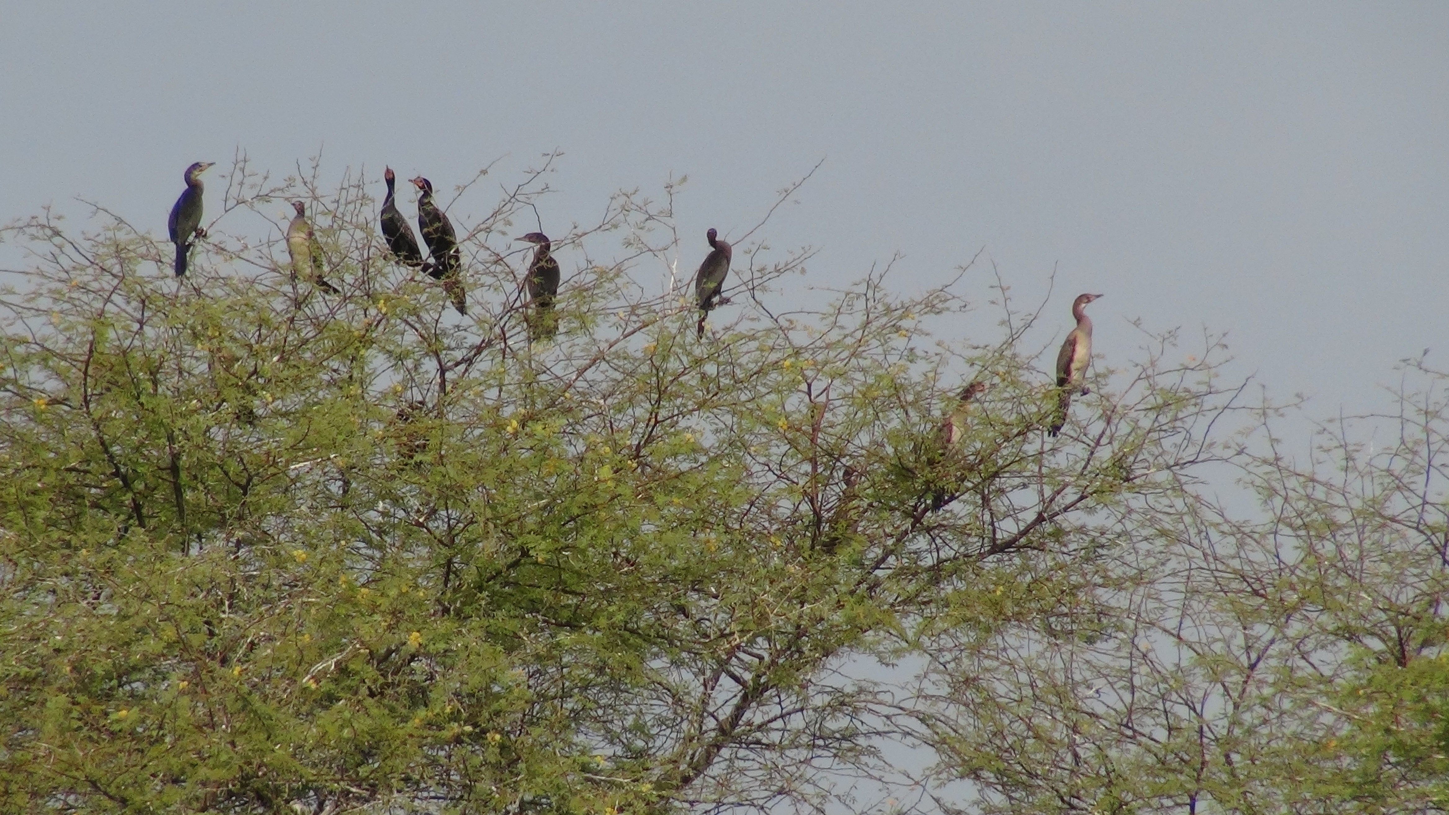 Cormorans au lac Magui